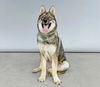 adoptable Dog in  named OSHLY