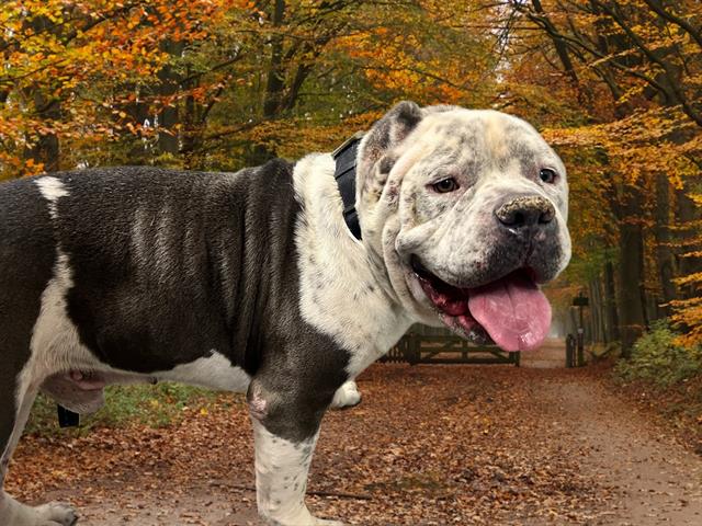 adoptable Dog in Baldwin Park, CA named DODGER