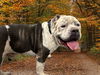 adoptable Dog in  named DODGER