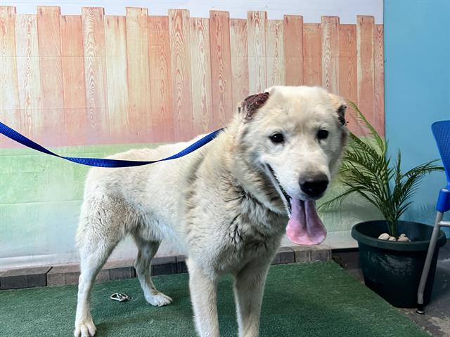 adoptable Dog in Baldwin Park, CA named SIMBA