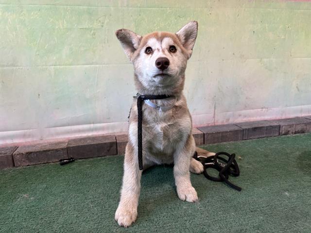 adoptable Dog in Baldwin Park, CA named SMORA