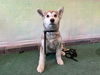 adoptable Dog in  named SMORA