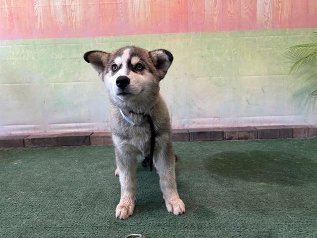 adoptable Dog in Baldwin Park, CA named CHARMA