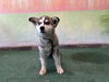 adoptable Dog in  named CHARMA