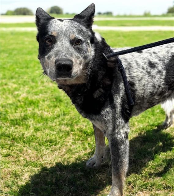 adoptable Dog in Baldwin Park, CA named OREO