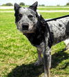 adoptable Dog in  named OREO