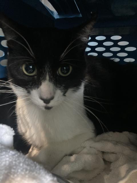 adoptable Cat in Baldwin Park, CA named ANTONIO