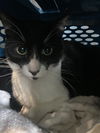 adoptable Cat in baldwin park, CA named ANTONIO