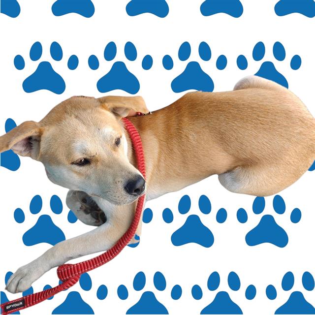 adoptable Dog in Baldwin Park, CA named MOBE
