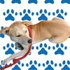 adoptable Dog in  named MOBE