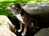 adoptable Dog in  named PICKLE