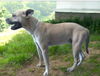 adoptable Dog in baldwin park, CA named BANDIT