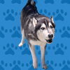 adoptable Dog in baldwin park, CA named ALFA