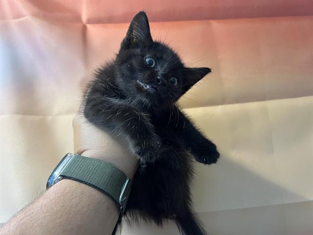 adoptable Cat in Baldwin Park, CA named ROLAND