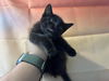 adoptable Cat in  named ROLAND