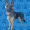 adoptable Dog in  named PAULA