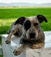 adoptable Dog in Baldwin Park, CA named LARRY