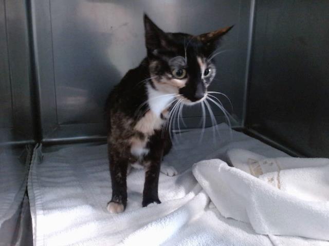 adoptable Cat in Baldwin Park, CA named LOLA