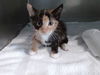 adoptable Cat in Baldwin Park, CA named ROSIE