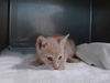 adoptable Cat in Baldwin Park, CA named ROGER