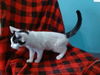adoptable Cat in baldwin park, CA named BELLA