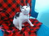 adoptable Cat in Baldwin Park, CA named FOXY
