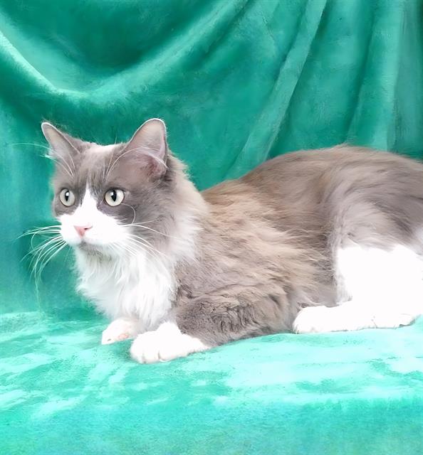 adoptable Cat in Baldwin Park, CA named KITTY