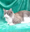 adoptable Cat in Baldwin Park, CA named KITTY