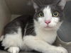 adoptable Cat in Baldwin Park, CA named GORDO