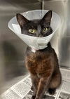 adoptable Cat in Baldwin Park, CA named ETHAN