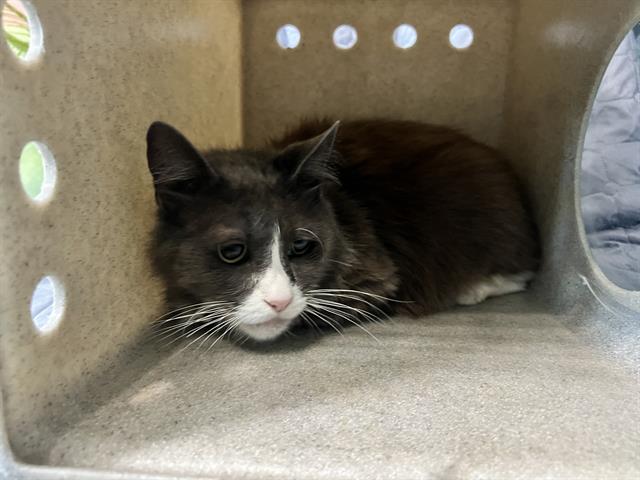 adoptable Cat in Baldwin Park, CA named PECHOCHA