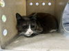 adoptable Cat in Baldwin Park, CA named PECHOCHA