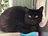 adoptable Cat in Baldwin Park, CA named WEDNESDAY