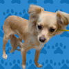 adoptable Dog in  named GIZMO