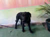 adoptable Dog in ,  named PRECIOUS