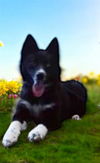 adoptable Dog in Baldwin Park, CA named PRADA