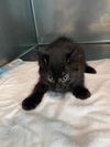adoptable Cat in Baldwin Park, CA named GEMMY