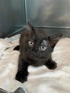 adoptable Cat in Baldwin Park, CA named BLACKY