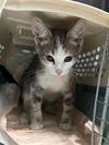 adoptable Cat in Baldwin Park, CA named REIGN