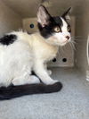 adoptable Cat in Baldwin Park, CA named JETT