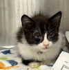 adoptable Cat in Baldwin Park, CA named PICA