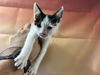 adoptable Cat in Baldwin Park, CA named EARL