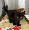 adoptable Cat in Baldwin Park, CA named FABIO