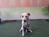 adoptable Dog in  named GINGER