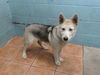 adoptable Dog in  named LASSIE