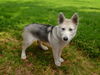 adoptable Dog in  named LASSIE