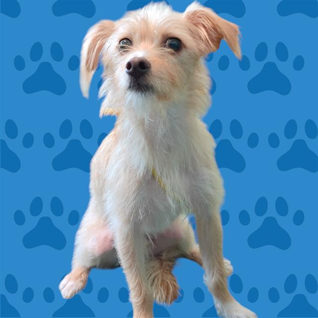 adoptable Dog in Baldwin Park, CA named ARCHIE