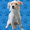 adoptable Dog in  named ARCHIE