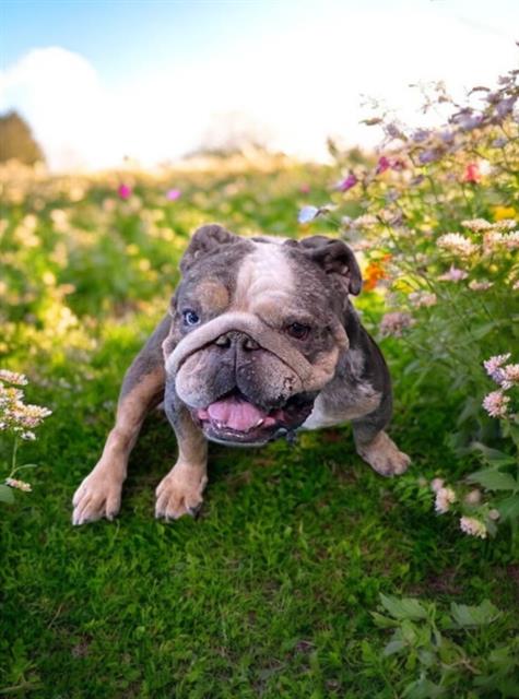 adoptable Dog in Baldwin Park, CA named JOSALYN
