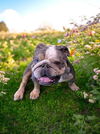 adoptable Dog in  named JOSALYN